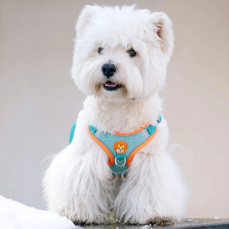 Safe Paws Reflective Chest Strap Leash